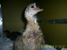 Ostrich Chick Striking a Pose