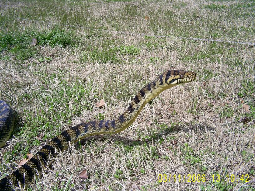 Male Barneck