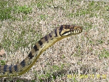 Male Barneck