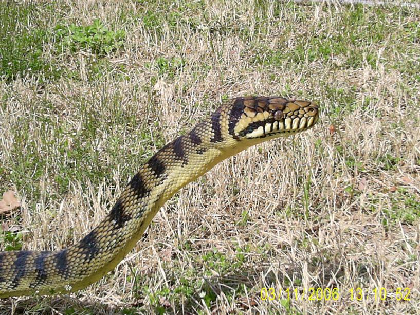 Male Barneck
