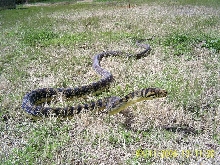 Male Barneck