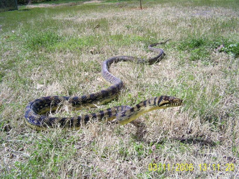 Male Barneck