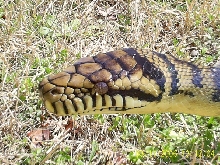 Male Barneck