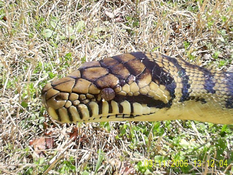 Male Barneck