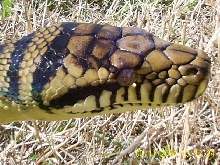 Male Barneck