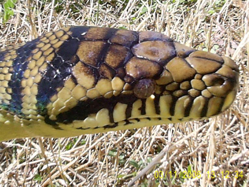 Male Barneck