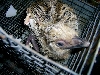 First Blond Chick