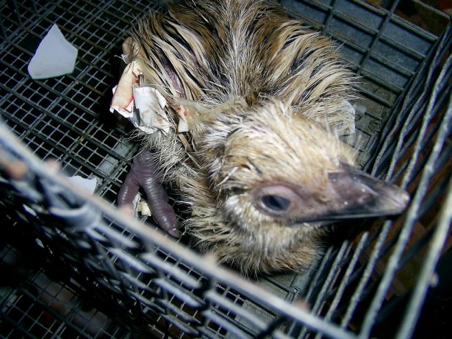 First Blond Chick