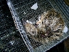 First Blond Chick