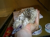 First Blond Chick