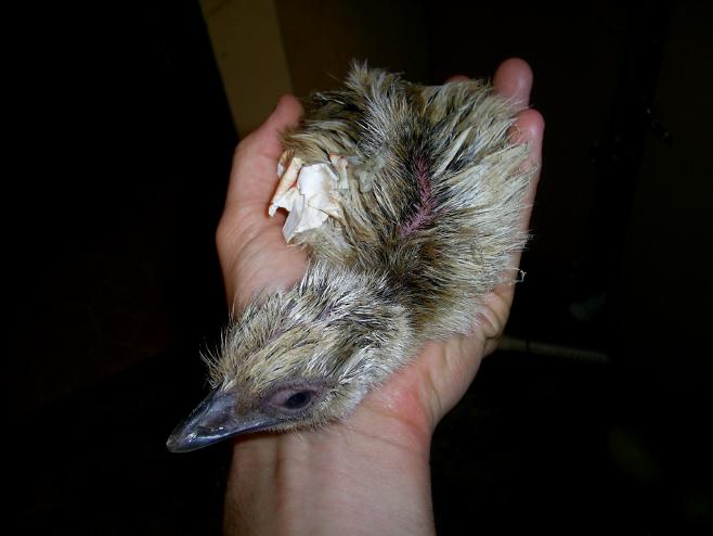 First Blond Chick