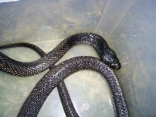 Male Pakistan Cobra