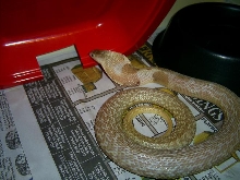 Male Formosa