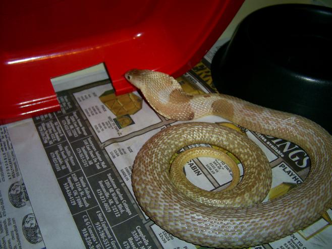 Male Formosa