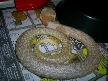Male Formosa