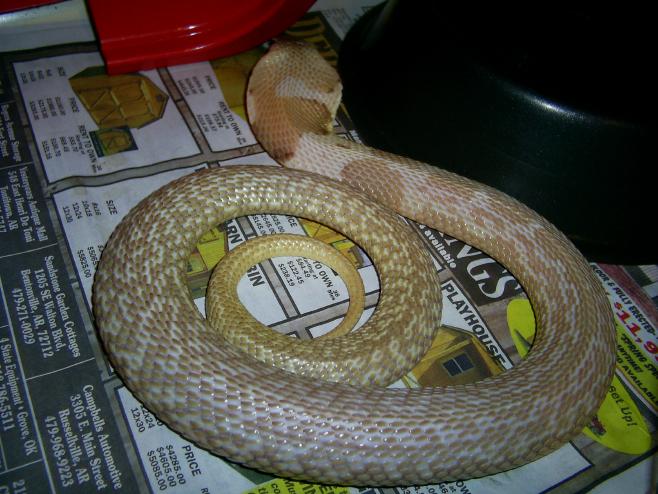 Male Formosa
