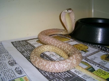 Male Formosa