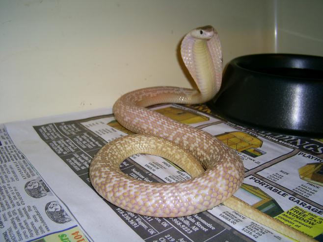 Male Formosa