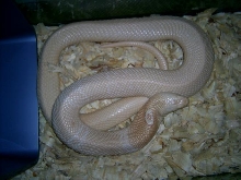 Female amel monocled