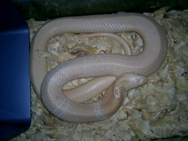 Female amel monocled