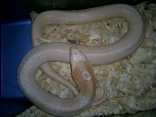 Female amel monocled