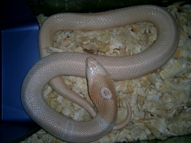 Female amel monocled