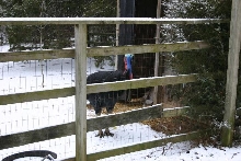 Darwin in the snow