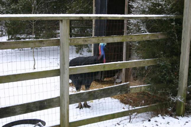 Darwin in the snow