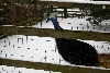 Darwin in the snow
