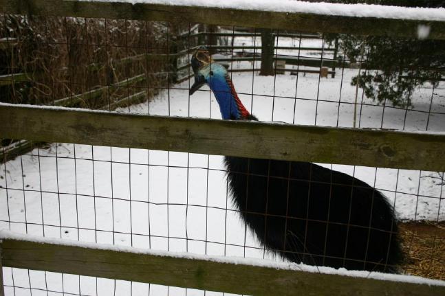 Darwin in the snow