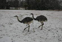 Rheas in the snow
