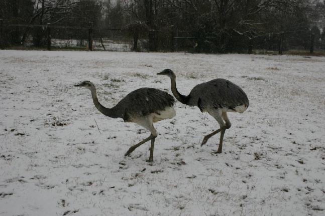 Rheas in the snow