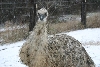 Iris in the snow