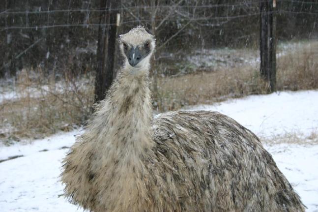 Iris in the snow