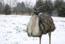 Henry in the snow