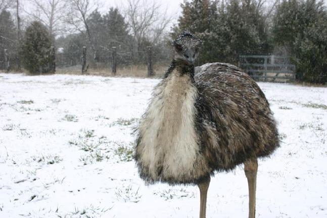 Henry in the snow