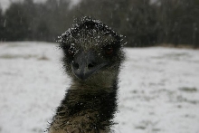 Henry in the snow