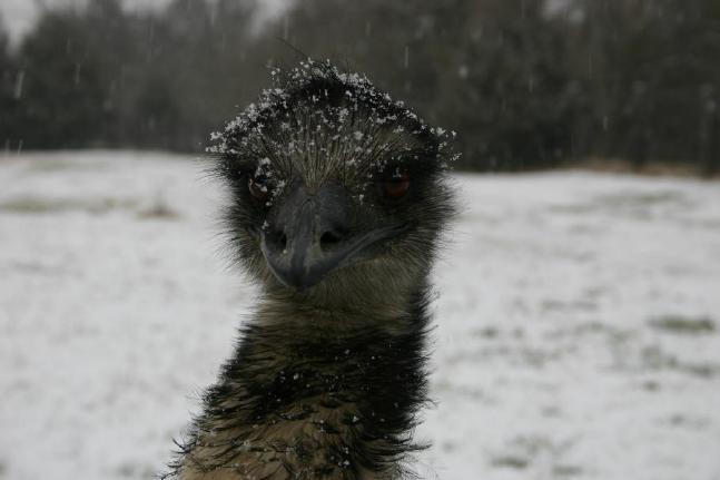 Henry in the snow
