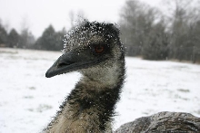 Henry in the snow