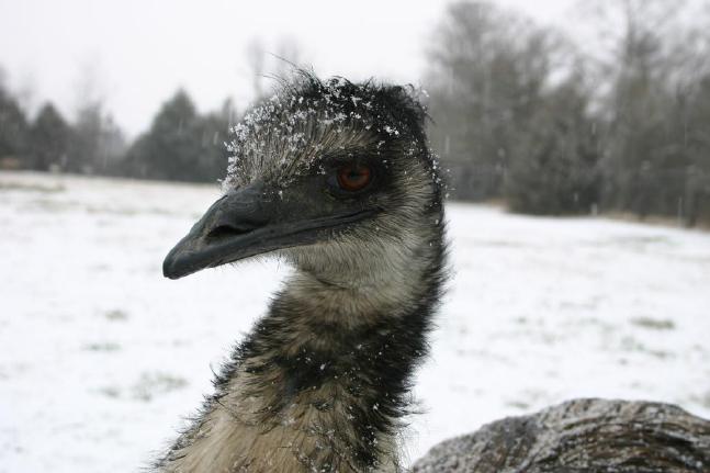 Henry in the snow
