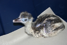 Baby Rhea