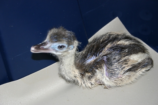 Baby Rhea