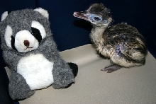 Baby Rhea and Friend
