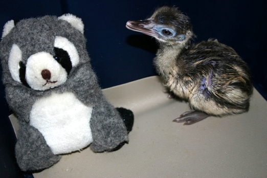 Baby Rhea and Friend