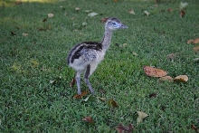 Baby Rhea Outside