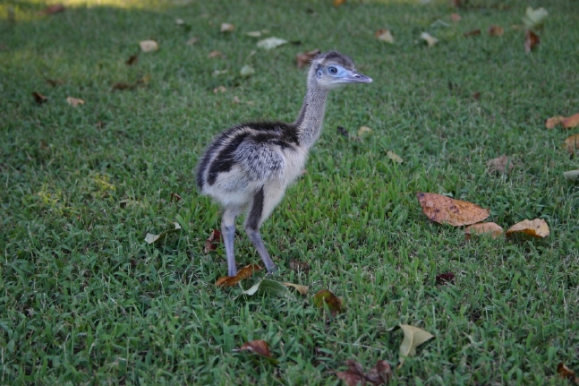 Baby Rhea Outside