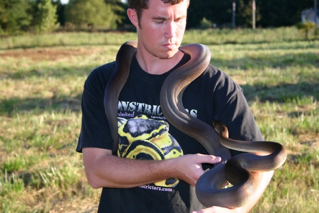Male Olive Python