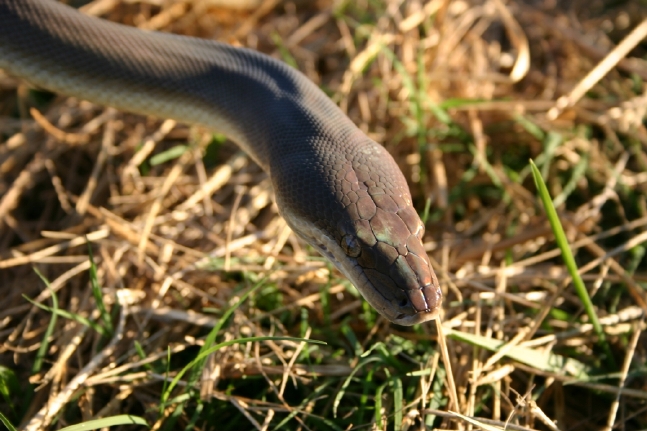 Male Olive Head Shot