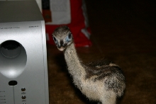 Baby Rhea