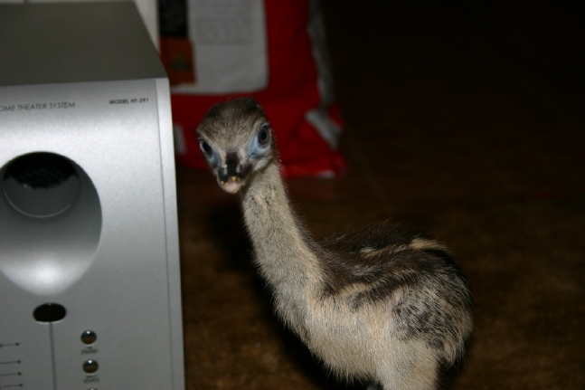 Baby Rhea